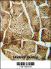 SMPD4 antibody immunohistochemistry analysis in formalin fixed and paraffin embedded human skeletal muscle followed by peroxidase conjugation of the secondary antibody and DAB staining.