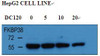 With HepG2 cell line lysate, the resolved proteins were electrophoretically transferred to PVDF membrane and incubated sequentially with primary antibody FKBP38 (1:1000, 4&#730;C, overnight ) and horseradish peroxidase–conjugated second antibody. After washing, the bound antibody complex was detected using an ECL chemiluminescence reagentand XAR film (Kodak) .