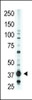 Antibody is used in Western blot to detect EDG2 in A375 lysate.