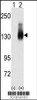 Western blot analysis of Jag2 using JAG2 Antibody using 293 cell lysates (2 ug/lane) either nontransfected (Lane 1) or transiently transfected with the JAG2 gene (Lane 2) .