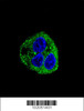 Confocal immunofluorescent analysis of Leptin (LEP) Antibody with HepG2 cell followed by Alexa Fluor 488-conjugated goat anti-rabbit lgG (green) . DAPI was used to stain the cell nuclear (blue) .