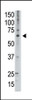 Antibody is used in Western blot to detect MAGED2 in A549 lysate.