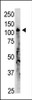 Antibody is used in Western blot to detect OAS3 in A375 lysate.