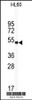 Western blot analysis of WISP1 Antibody in HL60 cell line lysates (35ug/lane)