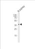 Western blot analysis of lysate from rat kidney tissue lysate, using SCDGFB Antibody at 1:1000.