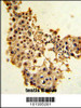 Formalin-fixed and paraffin-embedded human testis tissue with Cyclin E1 Antibody, which was peroxidase-conjugated to the secondary antibody, followed by DAB staining.