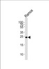 Western blot analysis of lysate from Ramos cell line, using GRB2 Antibody (pY209) at 1:1000.
