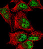 Fluorescent confocal image of Hela cell stained with MEF2C Antibody (S387) .Hela cells were fixed with 4% PFA (20 min) , permeabilized with Triton X-100 (0.1%, 10 min) , then incubated with MEF2C primary antibody (1:25) . For secondary antibody, Alexa Fluor 488 conjugated donkey anti-rabbit antibody (green) was used (1:400) .Cytoplasmic actin was counterstained with Alexa Fluor 555 (red) conjugated Phalloidin (7units/ml) . Nuclei were counterstained with DAPI (blue) (10 ug/ml, 10 min) .MEF2C immunoreactivity is localized to vesicles and Nucleus significantly.