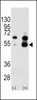 Western blot analysis of VEGF1 Antibody polyclonal antibody using 293 cell lysates (2 ug/lane) either nontransfected (Lane 1) or transiently transfected with the VEGF1 gene (Lane 2) . Molecular weight of monomeric VEGF1 is 27042 Da; higher observed molecular weight band is consistent with common form of disulfide linked homodimer.