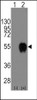 Western blot analysis of CD14 using rabbit polyclonal CD14 Antibody using 293 cell lysates (2 ug/lane) either nontransfected (Lane 1) or transiently transfected with the CD14 gene (Lane 2) .