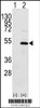 Western blot analysis of YBX1 using rabbit polyclonal YBX1 Antibody using 293 cell lysates (2 ug/lane) either nontransfected (Lane 1) or transiently transfected with the YBX1 gene (Lane 2) .