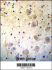 Kallikrein 6 (KLK6) Antibody immunohistochemistry analysis in formalin fixed and paraffin embedded human brain tissue followed by peroxidase conjugation of the secondary antibody and DAB staining.This data demonstrates the use of Kallikrein 6 (KLK6) Antibody for immunohistochemistry.