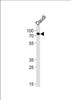 Western blot analysis of lysate from Daudi cell line, using C-rel (NFkB) -G601 Antibody at 1:1000 at each lane.