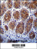 Metabotropic Glutamate Receptor 1 (GPRC1A) Antibody immunohistochemistry analysis in formalin fixed and paraffin embedded human stomach tissue followed by peroxidase conjugation of the secondary antibody and DAB staining.This data demonstrates the use of Metabotropic Glutamate Receptor 1 (GPRC1A) Antibody for immunohistochemistry.