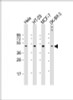 Western Blot at 1:2000 dilution Lane 1: Hela whole cell lysate Lane 2: HT-29 whole cell lysate Lane 3: MCF-7 whole cell lysate Lane 4: SK-BR-3 whole cell lysate Lysates/proteins at 20 ug per lane.