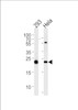 Western blot analysis in 293, Hela cell line lysates (35ug/lane) .