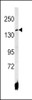 Western blot analysis of ATP7B antibody in HepG2 cell line lysates (35ug/lane)