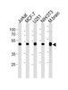 Western blot analysis in Jurkat, MCF-7, U251, mouse NIH/3T3 cell line and mouse brain tissue lysates (35ug/lane) .