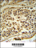 HFE Antibody IHC analysis in formalin fixed and paraffin embedded human testis tissue followed by peroxidase conjugation of the secondary antibody and DAB staining.