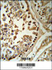 SETD8 Antibody (RB18964) IHC analysis in formalin fixed and paraffin embedded human testis tissue followed by peroxidase conjugation of the secondary antibody and DAB staining.