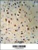 AGO1 Antibody (RB18965) IHC analysis in formalin fixed and paraffin embedded human brain tissue followed by peroxidase conjugation of the secondary antibody and DAB staining.