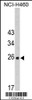 Western blot analysis of FKBP14 Antibody in NCI-H460 cell line lysates (35ug/lane)