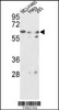 Western blot analysis in NCI-H460, Hela, 293 cell line lysates (35ug/lane)