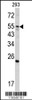 Western blot analysis in 293 cell line lysates (35ug/lane)