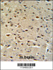 CTNA1 Antibody IHC analysis in formalin fixed and paraffin embedded mouse brain tissue followed by peroxidase conjugation of the secondary antibody and DAB staining.