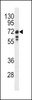 Western blot analysis of Lamin B1 antibody in Ramos cell line lysates (35ug/lane)