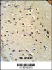 Lamin B1 Antibody IHC analysis in formalin fixed and paraffin embedded mouse brain tissue followed by peroxidase conjugation of the secondary antibody and DAB staining.