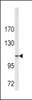 Western blot analysis of COL6A1 antibody in A2058 cell line lysates (35ug/lane)