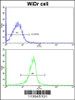 Flow cytometric analysis of widr cells using KLF6 Antibody (N-term) (bottom histogram) compared to a negative control cell (top histogram) . FITC-conjugated goat-anti-rabbit secondary antibodies were used for the analysis.