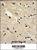 Formalin-fixed and paraffin-embedded human brain with EEF1A1/ EEF1A2 Antibody (N-term) , which was peroxidase-conjugated to the secondary antibody, followed by DAB staining.