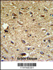 Formalin-fixed and paraffin-embedded human brain tissue reacted with CCRN4L Antibody, which was peroxidase-conjugated to the secondary antibody, followed by DAB staining.