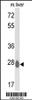 Western blot analysis of ETHE1 Antibody in mouse liver tissue lysates (35ug/lane)