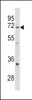 Western blot analysis of GARP antibody in mouse cerebellum tissue lysates (35ug/lane)