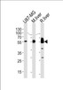 Western blot analysis in U87-MG cell line, mouse liver and rat liver lysates (35ug/lane) .