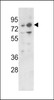 Western blot analysis of PLZF Antibody in 293, K562 cell line lysates (35ug/lane)
