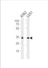 Western blot analysis in K562, U251 cell line lysates (35ug/lane) .