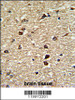 Formalin-fixed and paraffin-embedded human brain tissue reacted with XPO1 Antibody, which was peroxidase-conjugated to the secondary antibody, followed by DAB staining.