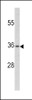 Western blot analysis of PAX4 antibody in CEM cell line lysates (35ug/lane)