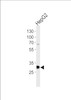 Western blot analysis of lysate from HepG2 cell line, using PSME2 Antibody at 1:1000 at each lane.