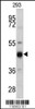 Western blot analysis of KRT13 antibody in 293 cell line lysates (35ug/lane)