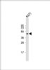 Western Blot at 1:2000 dilution + A431 whole cell lysate Lysates/proteins at 20 ug per lane.