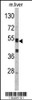 Western blot analysis of SERPINC1 Antibody in mouse liver tissue lysates (35ug/lane)