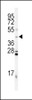 Western Blot in mouse testis tissue lysates (35ug/lane) .NHA (arrow) was detected using the purified Pab.