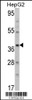 Western blot analysis of AMT Antibody in HepG2 cell line lysates (35ug/lane)