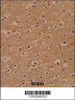 Formalin-fixed and paraffin-embedded human brain reacted with ZBTB2 Antibody, which was peroxidase-conjugated to the secondary antibody, followed by DAB staining.