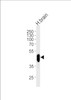 Western blot analysis of lysate from human brain tissue lysate, using PFTK1 Antibody (N-term P82) at 1:1000 at each lane.